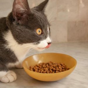 Dry food