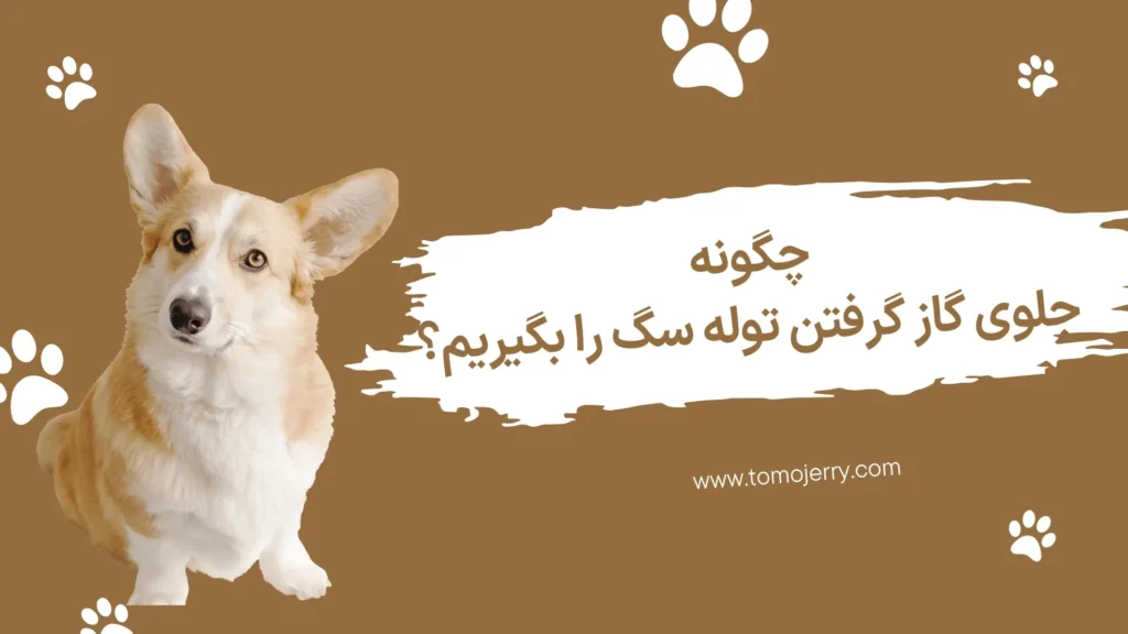 گاز گرفتن توله سگ؛ چگونه جلوی گاز گرفتن توله سگ را بگیریم؟