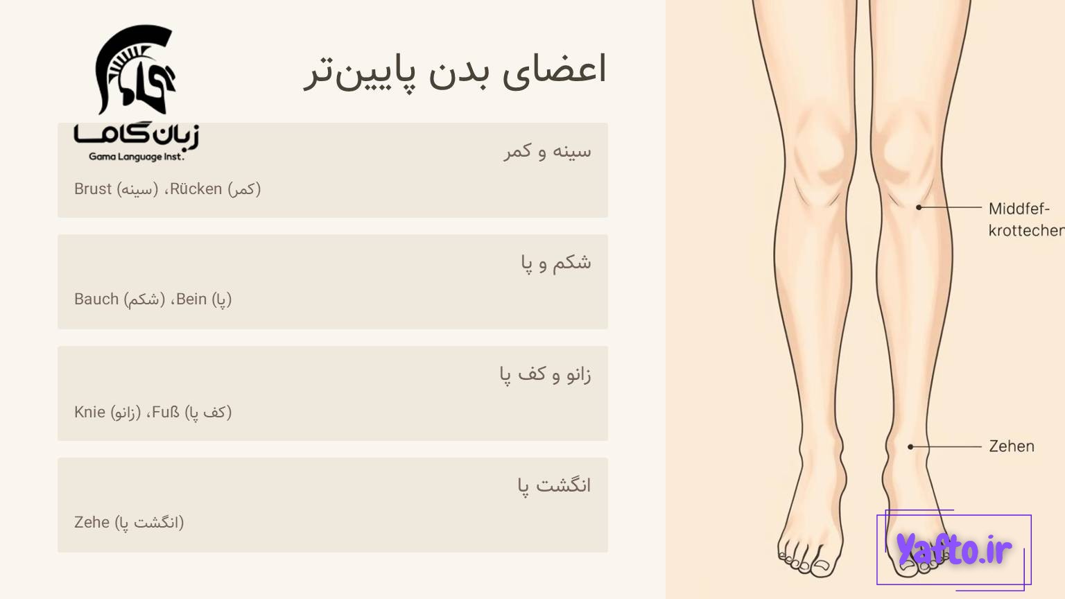 اعضای بدن پا و انگشتان پا به آلمانی