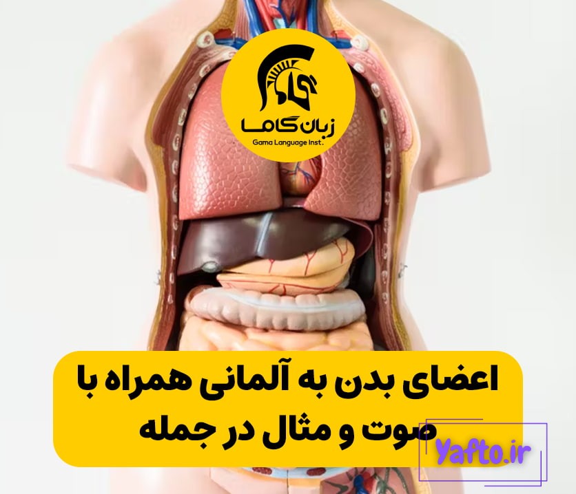 اعضای بدن به آلمانی