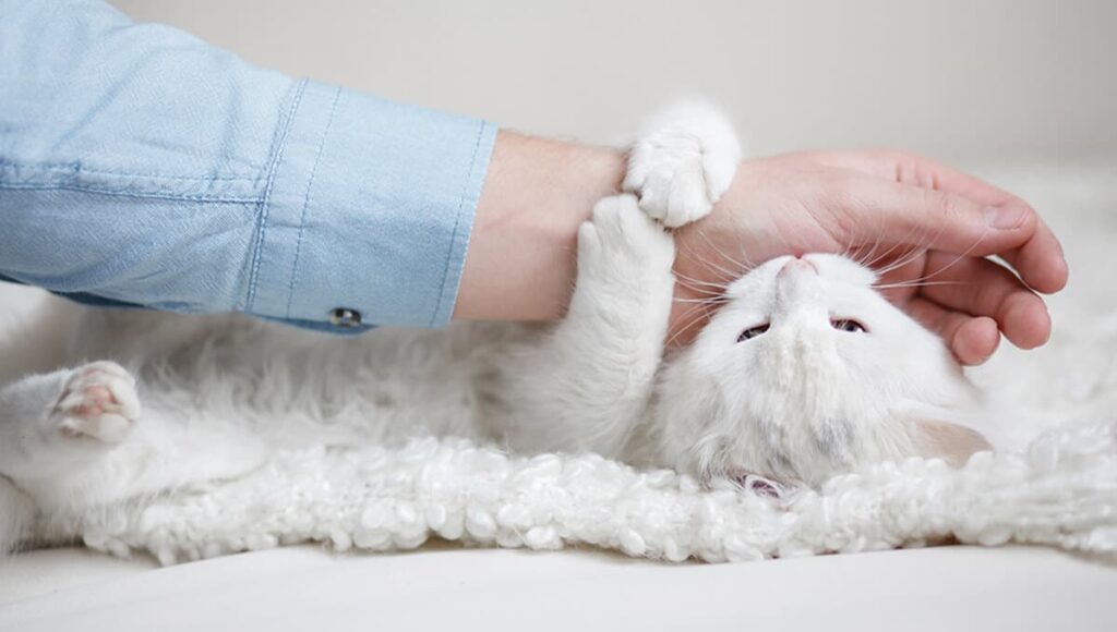 Cat biting
