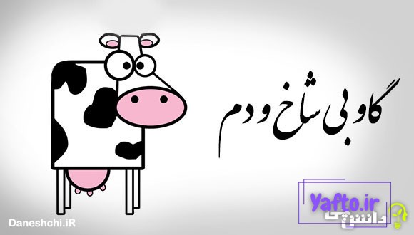 گاو بی شاخ و دم