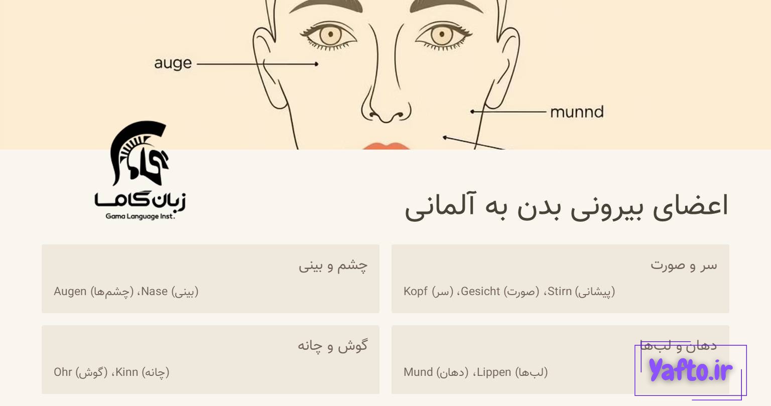 اعضای صورت به آلمانی