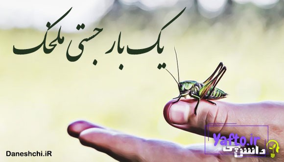 یك بار جستی ملخک