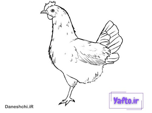 نقاشی مرغش یک پا داره