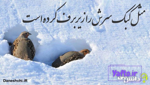 مثل کبک سرش را زیر برف کرده است
