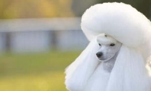 poodle dog