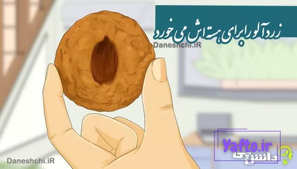 ضرب المثل زردآلو را برای هسته اش می خورد