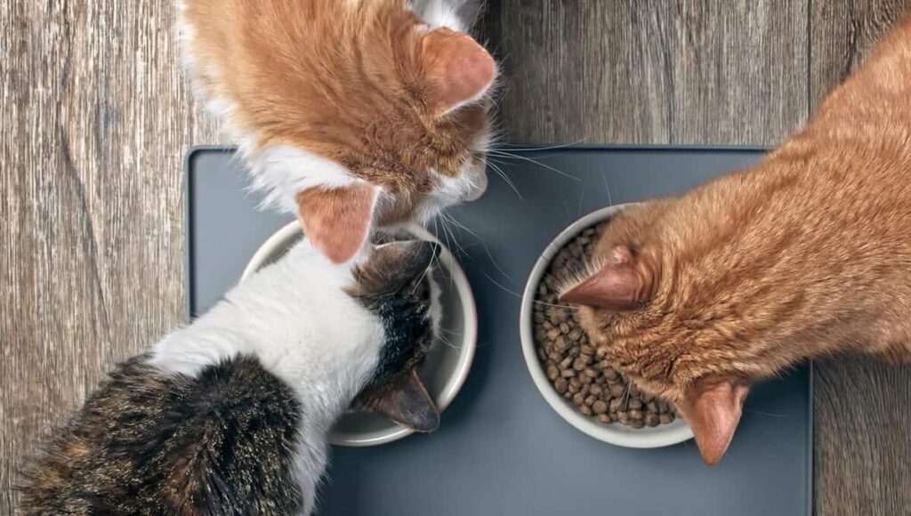 CAT FOOD