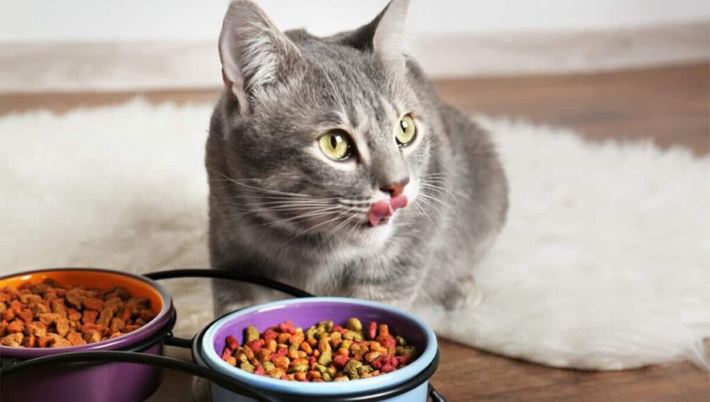 cat fooding