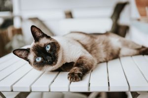 مقایسه و انتخاب گربه مناسب