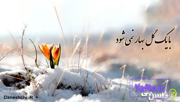 با یک گل بهار نمی شود