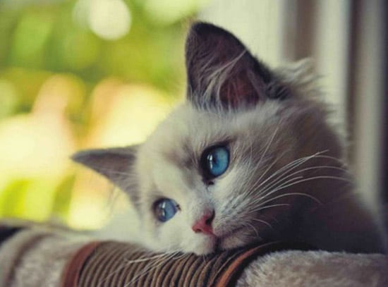 cat pop up