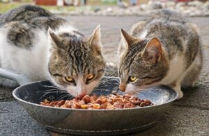 غذای گربه خیابانی