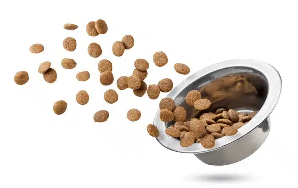 غذای خشک سگ