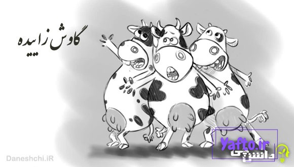 ضرب المثل گاوش زاییده