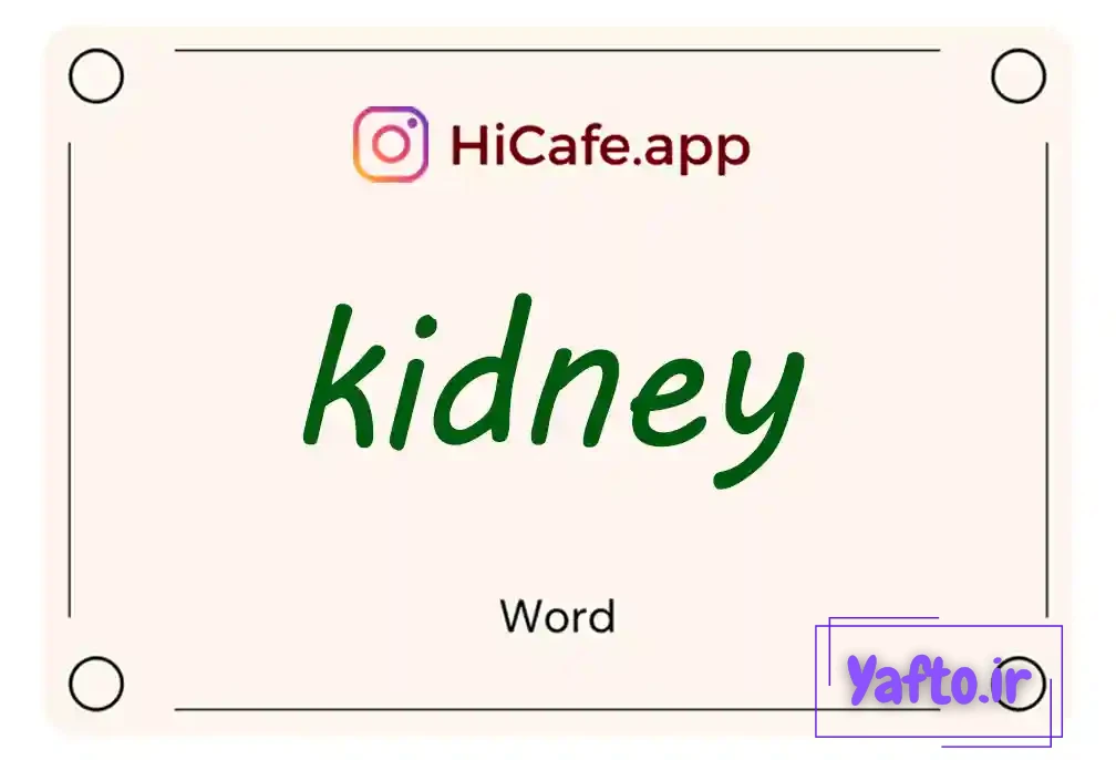 Meaning and usage of kidney word