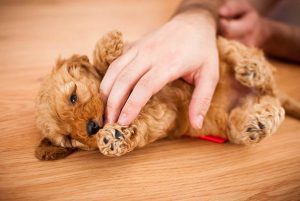 poodle dog