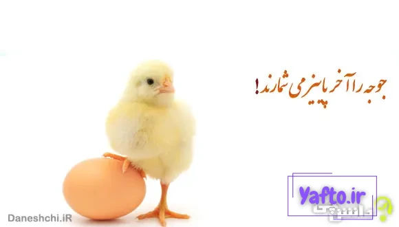 معنی ضرب المثل جوجه را آخر پاییز می شمارند