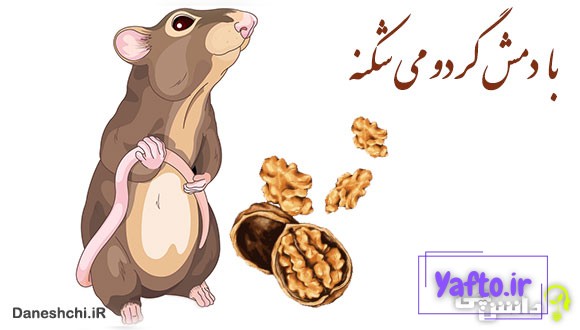 با دمش گردو می ‌شکنه
