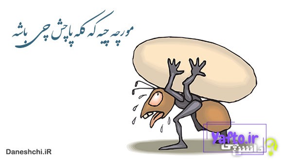 معنی مورچه چیه که کله پاچش چی باشه