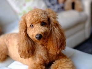 poodle dog
