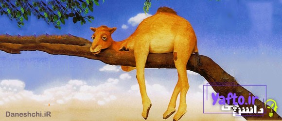 معنی ضرب المثل شتر در خواب بیند پنبه دانه