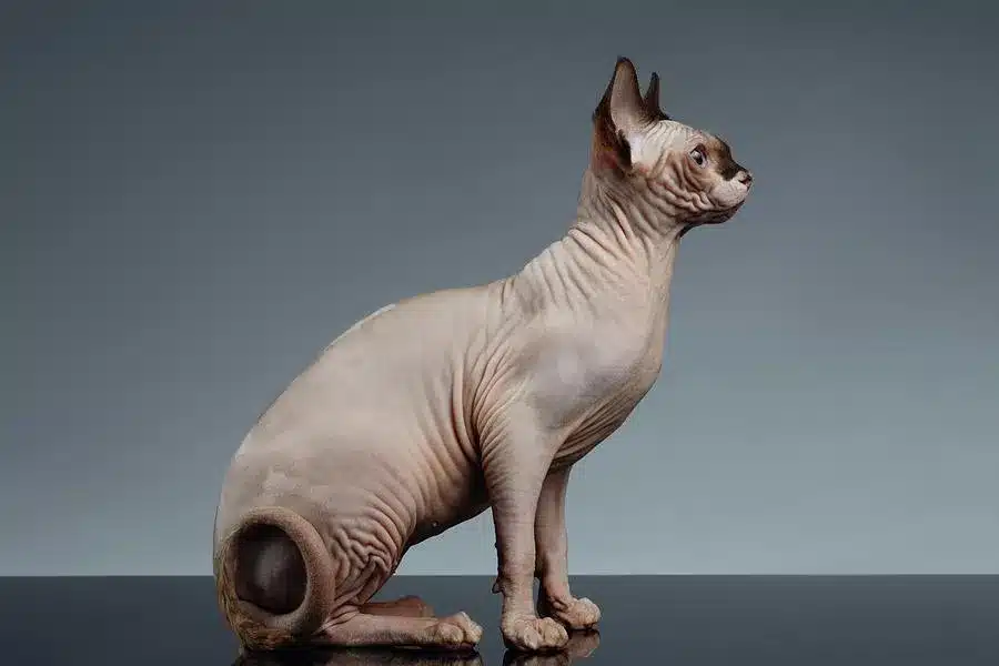نژاد اسفینکس