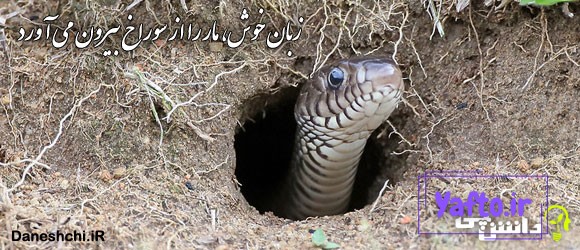 ضرب المثل زبان خوش، مار را از سوراخ بیرون می آورد