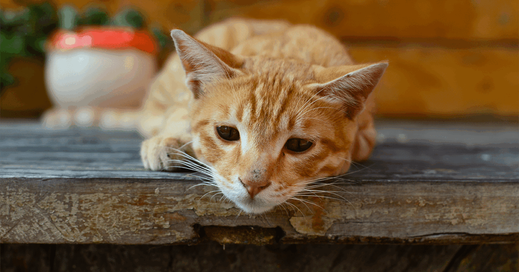 بی اشتهایی گربه