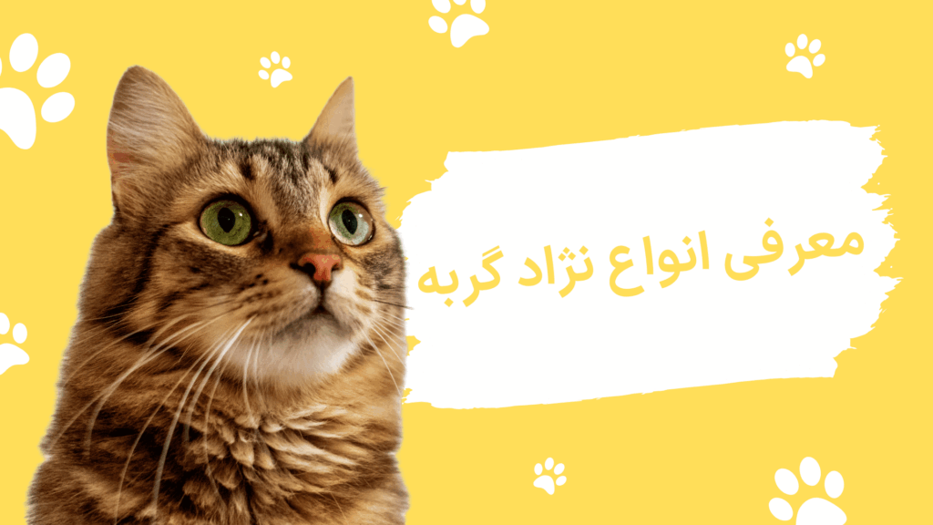 معرفی انواع نژاد گربه