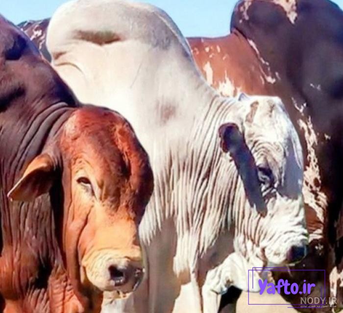 آیا گاوهای شما به اندازه کافی غذا و خوراک میخورند؟ | خوراک گاو | دام سبز آیا گاوهای شما به اندازه کافی غذا و خوراک میخورند؟ | خوراک گاو | دام سبز
