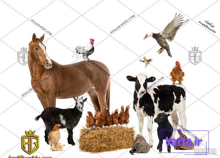 اتفاقی عجیب و خنده دار برای یک گاو در گاوداری!+ فیلم اتفاقی عجیب و خنده دار برای یک گاو در گاوداری!+ فیلم