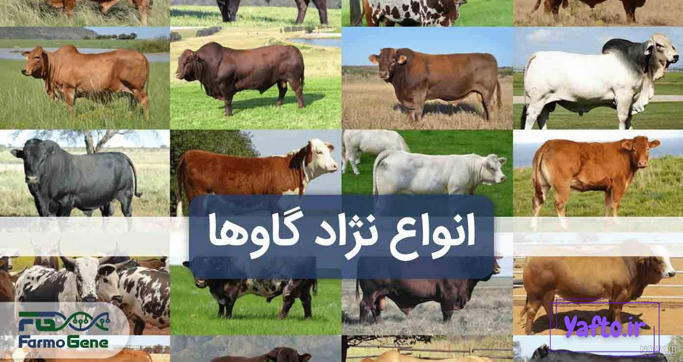 تصاویری از گرانترین گاو جهان با یک قیمت نجومی تصاویری از گرانترین گاو جهان با یک قیمت نجومی
