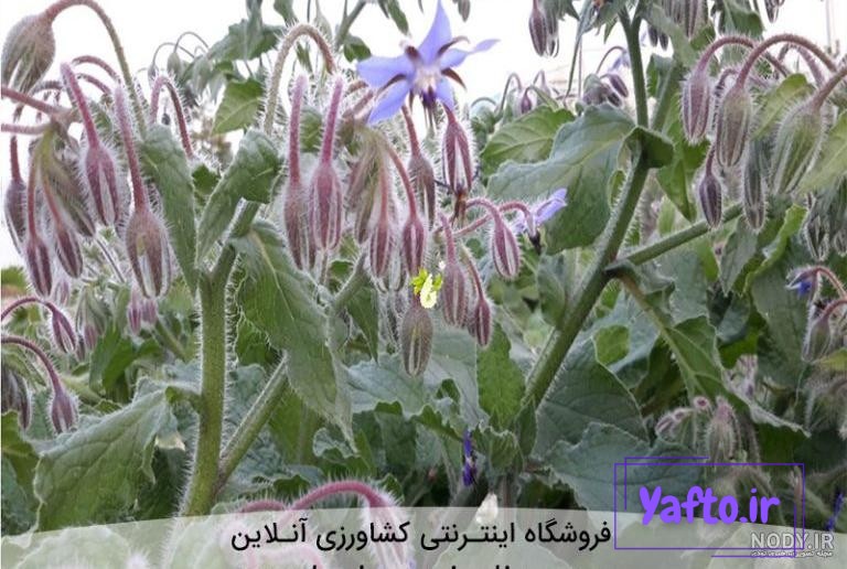 عسل طبیعی بهار عسل طبیعی بهار