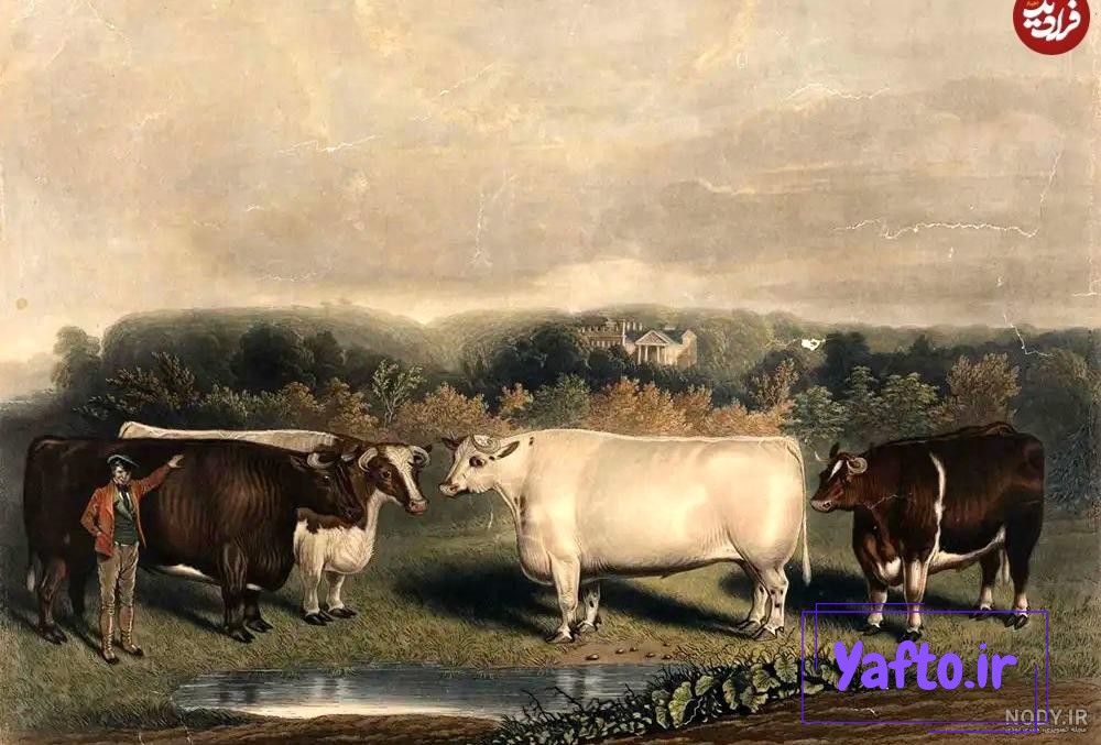 عکس نقاشی گوسفندان با کیفیت بالا عکس نقاشی گوسفندان با کیفیت بالا