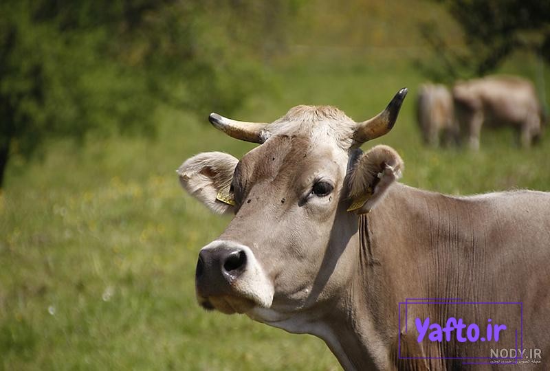 عکس گاو بزرگترین دنیا عکس گاو بزرگترین دنیا