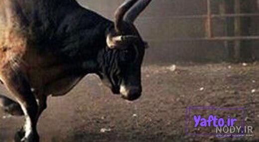 عکس گاو وحشی بزرگ - عکس نودی عکس گاو وحشی بزرگ - عکس نودی