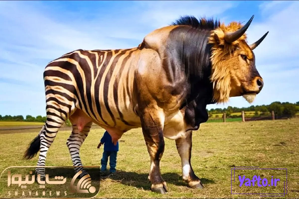 عکس گاو و گوسفند - عکس نودی عکس گاو و گوسفند - عکس نودی