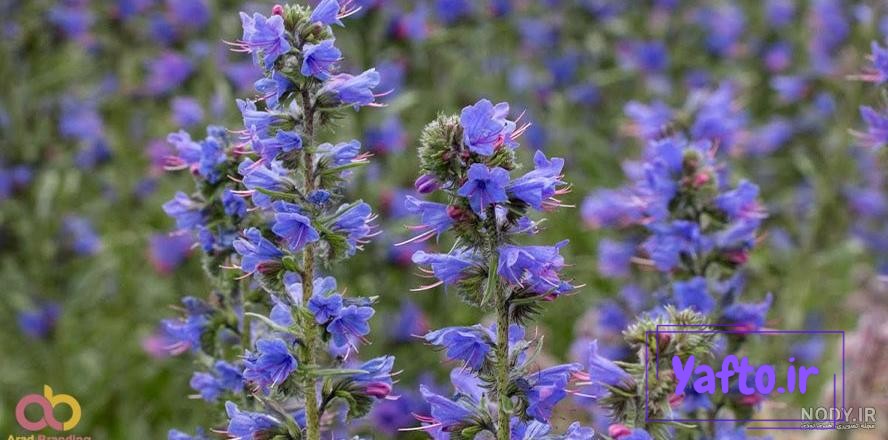 عکس: گل گاوزبان؛ معجزه دارویی عکس: گل گاوزبان؛ معجزه دارویی