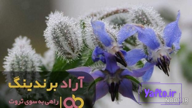 عکس گیاه گل گاو زبان کوهی عکس گیاه گل گاو زبان کوهی