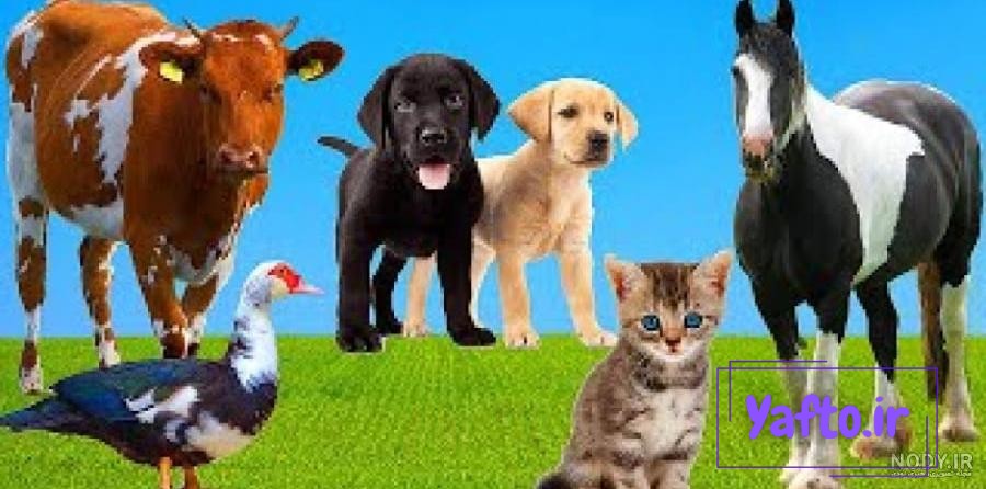 مجموعه حیوانات مزرعه با گاو گاو نر اسب مرغ مرغ خروس خوک بز گوسفند اردک بوقلمون خرگوش الاغ و غاز 1383150 مجموعه حیوانات مزرعه با گاو گاو نر اسب مرغ مرغ خروس خوک بز گوسفند اردک بوقلمون خرگوش الاغ و غاز 1383150