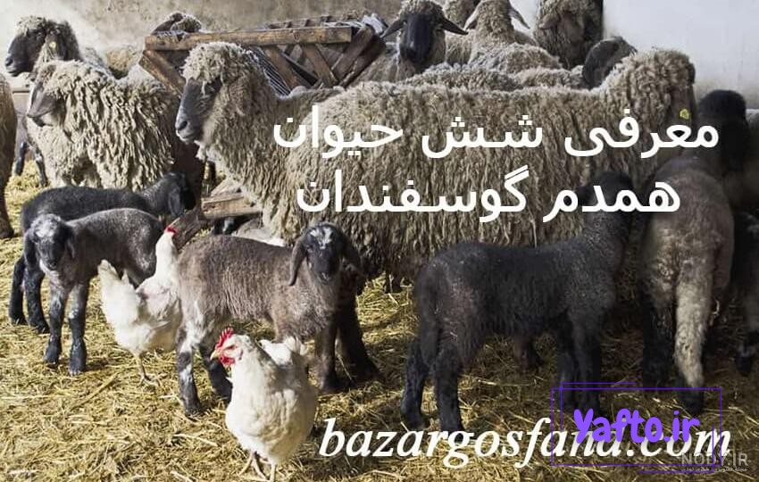 وکتور حیوانات مزرعه-گاو -گوسفند-اسب -الاغ-مرغ و خروس-اردک-بوقلمون-گربه -سگ-فایل کورل وکتور حیوانات مزرعه-گاو -گوسفند-اسب -الاغ-مرغ و خروس-اردک-بوقلمون-گربه -سگ-فایل کورل