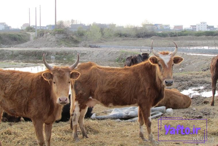 دانلود عکس پروفایل گاو مشکی سفید در مزرعه دانلود عکس پروفایل گاو مشکی سفید در مزرعه