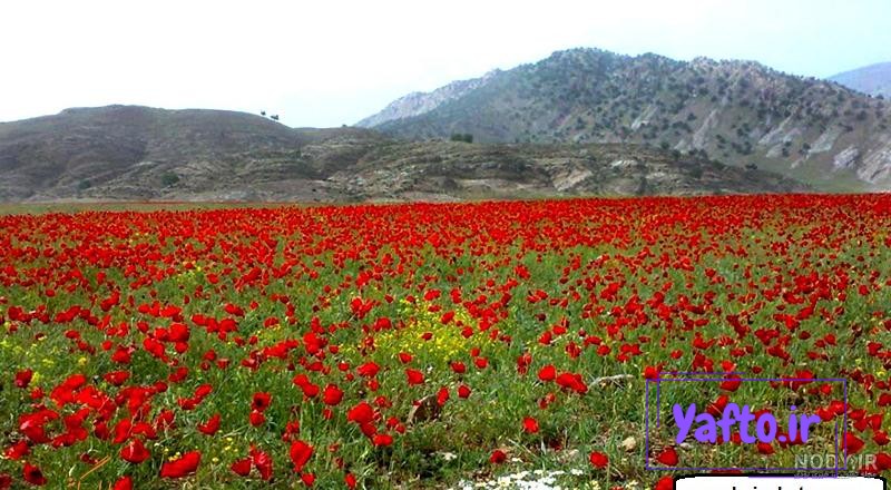 دریاچه دوقلو سیاه گاو؛ زیباترین دریاچه ایلام - همیارتریپ دریاچه دوقلو سیاه گاو؛ زیباترین دریاچه ایلام - همیارتریپ