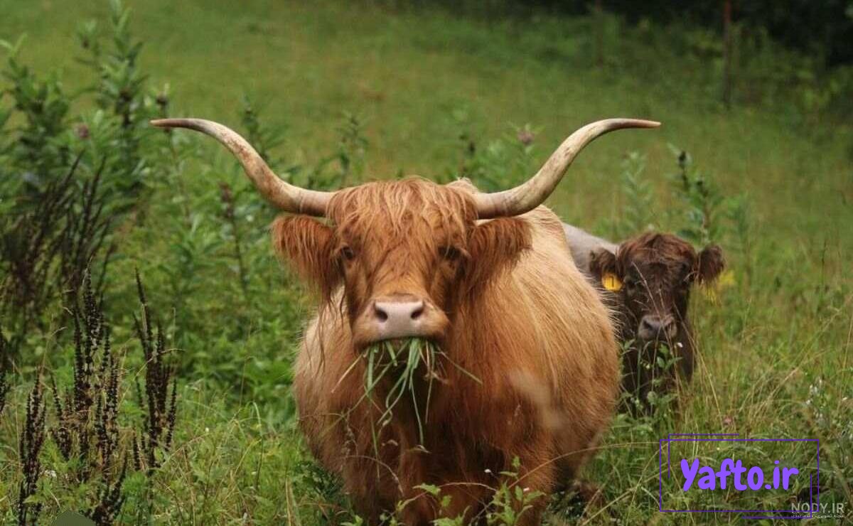 عجیب ترین عکس از یک گاو غول پیکر بین گاوهای کوچک! + جزییات عجیب ترین عکس از یک گاو غول پیکر بین گاوهای کوچک! + جزییات