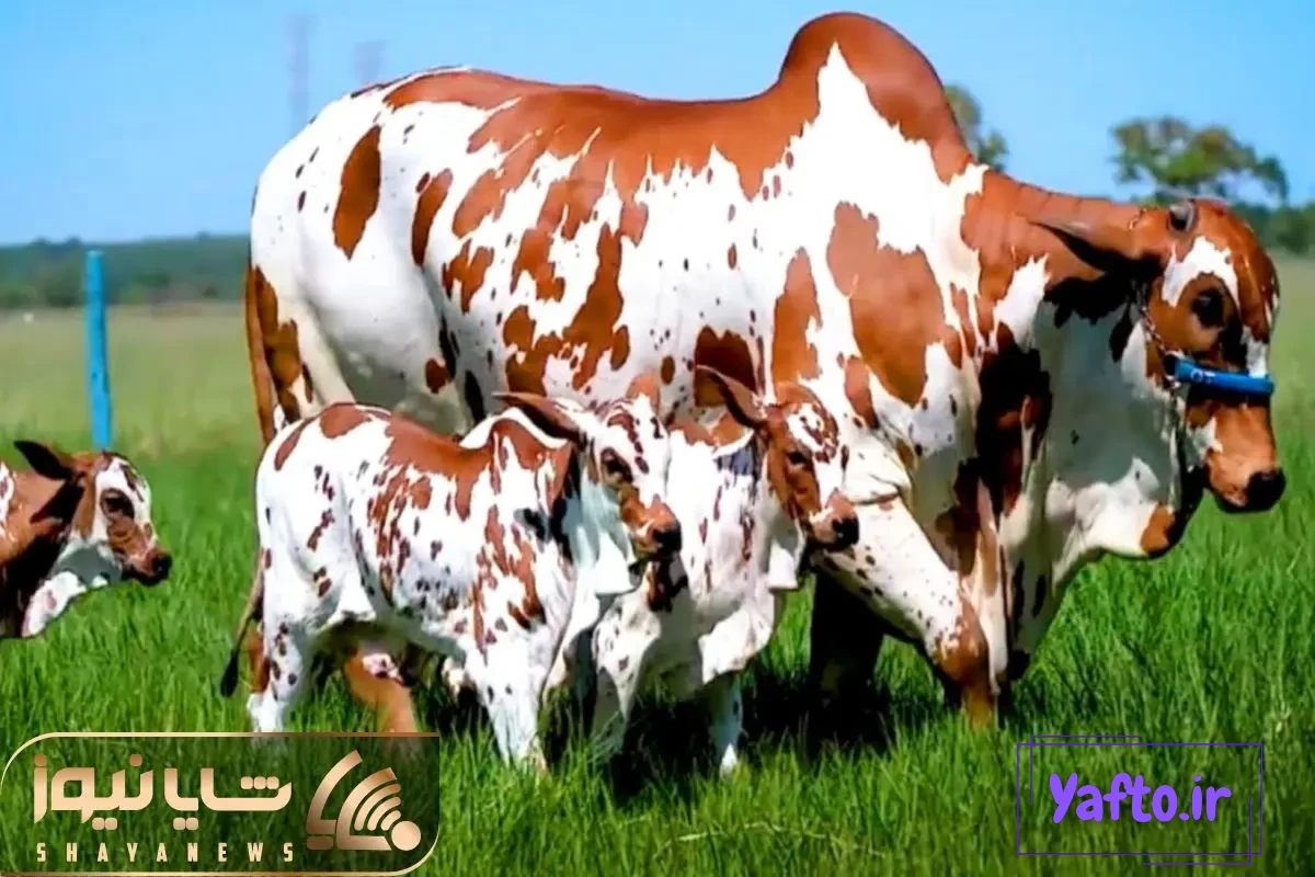 عکس گاو جنگل عکس گاو جنگل