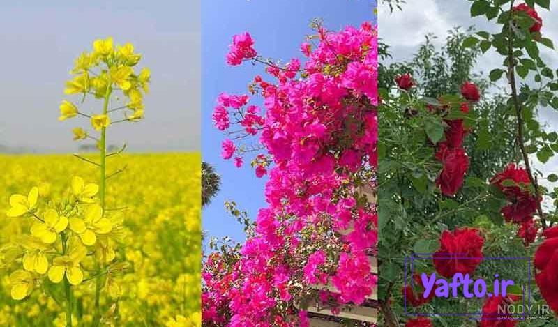 عکس گل محمدی برای پروفایل ” 2024 غنچه و بازشده در طبیعت زیبا در رنگ صورتی -  گـُـ✿ـلـی مُــــב