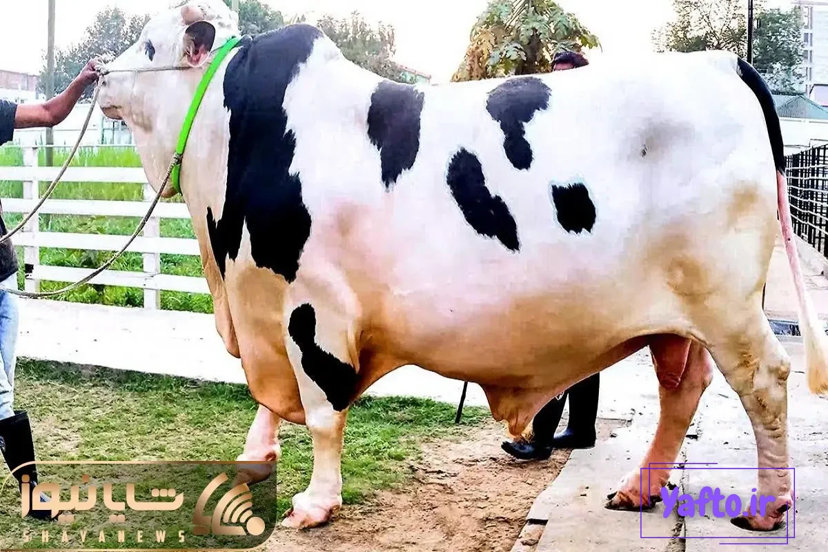 گاوهای خوشگل؛ زیباترین گاو دنیا که با اندام خال خالی حسابی دلبری میکنه تو دشت و دمن گاوهای خوشگل؛ زیباترین گاو دنیا که با اندام خال خالی حسابی دلبری میکنه تو دشت و دمن